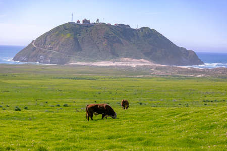 Many farms are located right on the Pacific Coastの写真素材