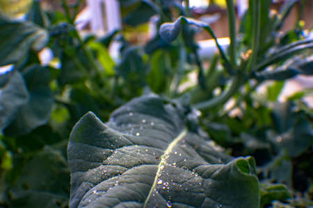 Aquaponics and Hydroponics support heavy vegetationの写真素材