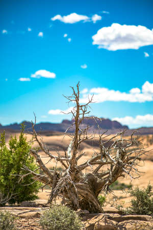 Off road vehicle views of Moab Utah trails on bright sunny daysの写真素材