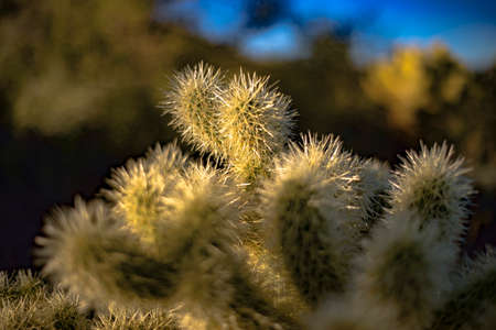 Cactus with spikes in Arizona with a taste for bloodの写真素材