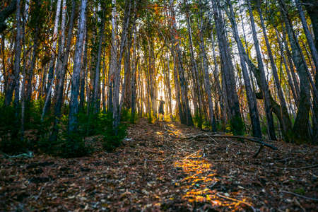 A sun beam shoots past the subject of the photoの写真素材