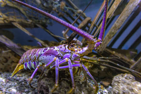Blacklight glowing purple Lobster in a fishtank. Aquarium views of lively fish in a dark settingの写真素材