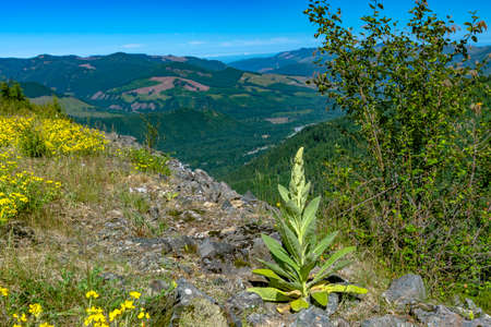 A hiking path shows wonder foliage over the edge. Hiking and traveling views near Mount Rainier in Washington over the summerの写真素材