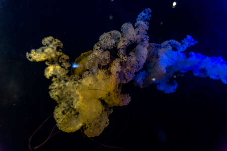 Orange and yellow jellyfish swim to light. Aquarium views of lively fish in a dark settingの写真素材