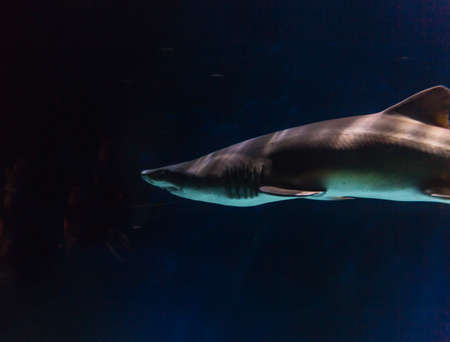 Slender shark closeup in an aquarium. Aquarium views of lively fish in a dark settingの写真素材