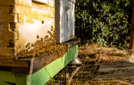 Bees everywhere and in golden light. Bee hives, Bees return to the hives during the harvest. Lot of...