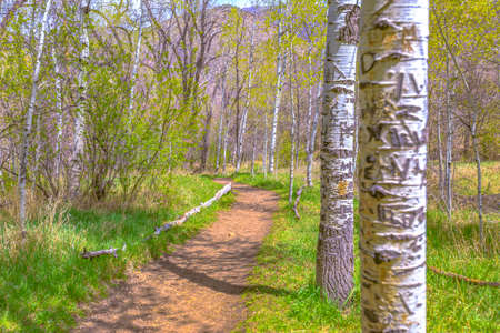 Carved trees on Utah trailの写真素材