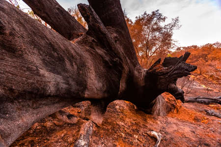 Large oak tree destroyed by fire on its side
