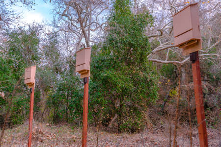Bat boxes standing tall in the woods
