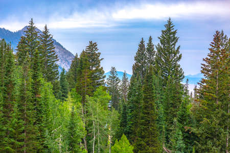Wilderness of Snowbird, Utah at the early morning of a summer day in 2018. Mountain foliage with...