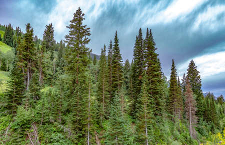 Wilderness of Snowbird, Utah at the early morning of a summer day in 2018. Mountain foliage with...
