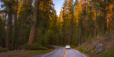 Road amidst towering trees in Yosemite, California