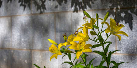 Blooming yellow flowers against a gray wall