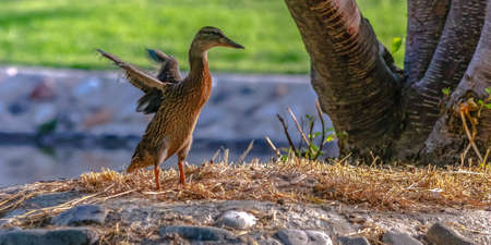 Duck spreading its wings on a sunny dayの写真素材