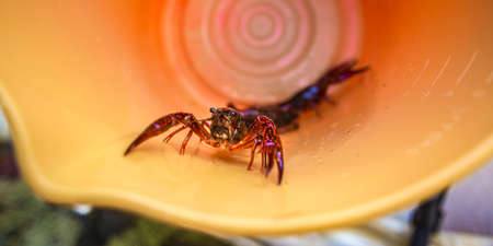 scorpion crawdad inside a container or bucket