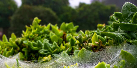 Dew formed on spiderwebs in the early morningの写真素材
