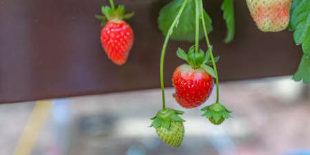 Strawberries growing in an Aquaponics farm iの写真素材