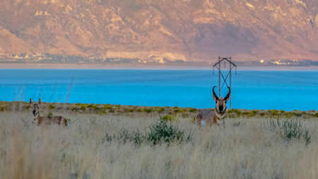 Pronghorn on a prairie near Utah Lake and mountain
