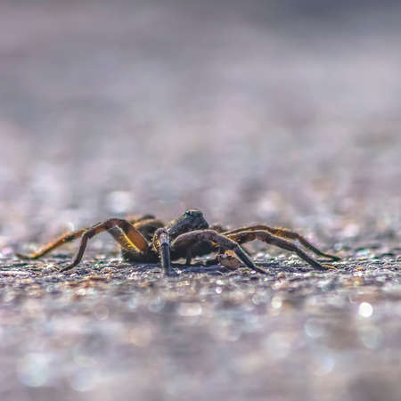 Close up view of a black and hairy wolf spiderの写真素材