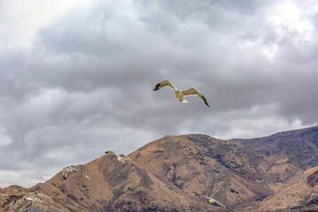 Birds flying over rugged mountain and cloudy skyの写真素材