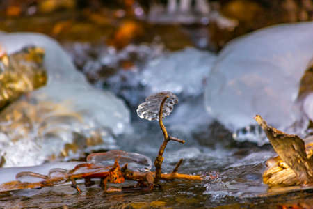 Small ice in shape of leave suspended by branch