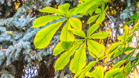 Chestnut leaves against trees on a sunny day. Bright green chestnut leaves with trees in the background on a sunny day. Foliage scenery with close up view of lanced-shaped chestnut leaves.の写真素材
