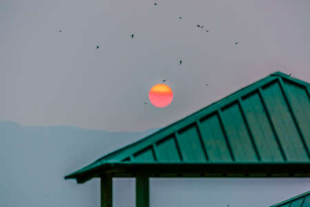 Green roof against sky with golden sun and birdsの写真素材