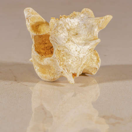 Human anatomy with focus on single vertebraeの写真素材