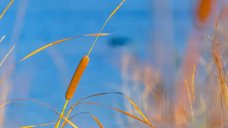 Yellow plant flourishing in Oquirrh Lake Utahの写真素材