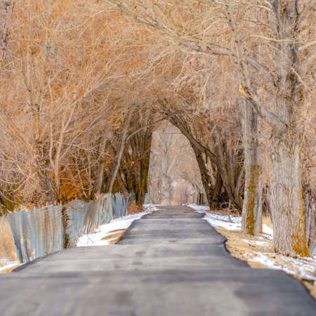 Square Road under a canopy of leafless branches from the row of tall hibernating treesの写真素材