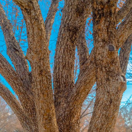 Clear Square Close up of a tree trunk with rough brown bark beside a road on a sunny day