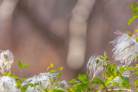Close up of a vibrant green plant with white flower viewed on a sunny day