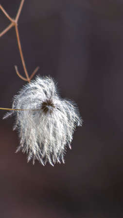 Vertical White flower of a plant with brown leaves isolated against a blurred backgroundの写真素材