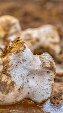 Vertical Close up of the bone of a dead animal with a white and rough surface