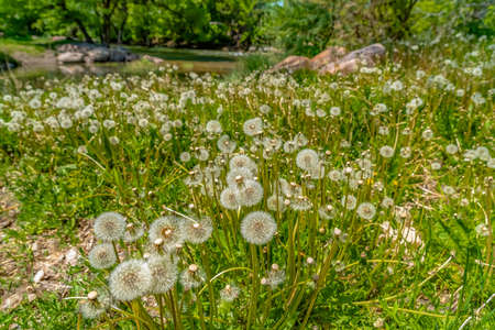 White dandelions thriving near a rocky creek surrounded by lush green foliageの写真素材