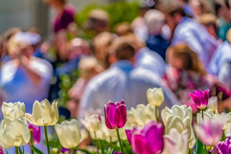 Captivating tulips blooming under sunlight with crowd of people in the backgroud