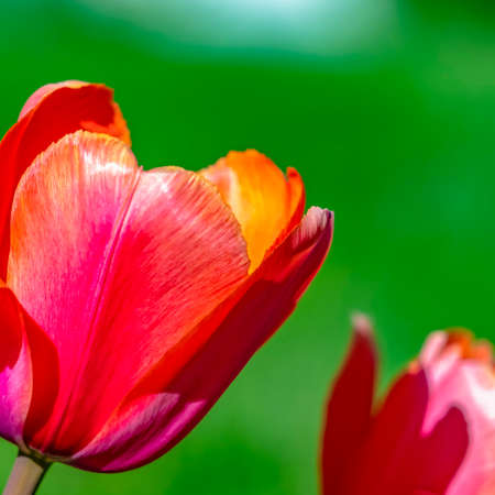 Square Exquisite tulips isolated against a blurred green background on a sunny day