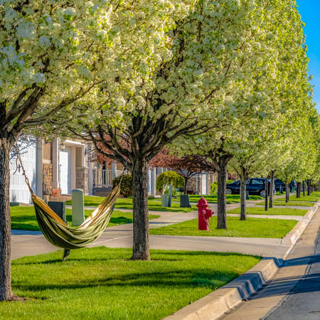 Square Hammock and fire hydrant on the side of a road lined with luxuriant treesの写真素材