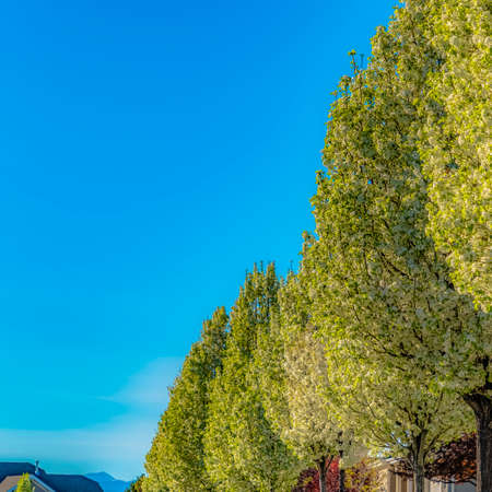 Square Row of white flowering trees in front of houses with landscaped yardsの写真素材