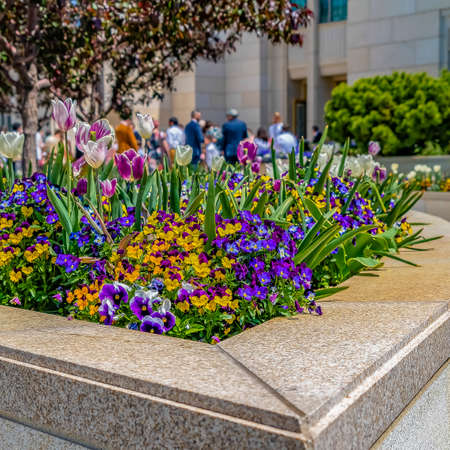 Frame Square Enchanting colorful flowers in front of a building viewed on a sunny dayの写真素材
