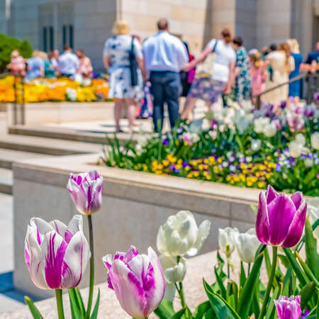 Square Radiant flowers blooming in the garden outside a building on a sunny dayの写真素材