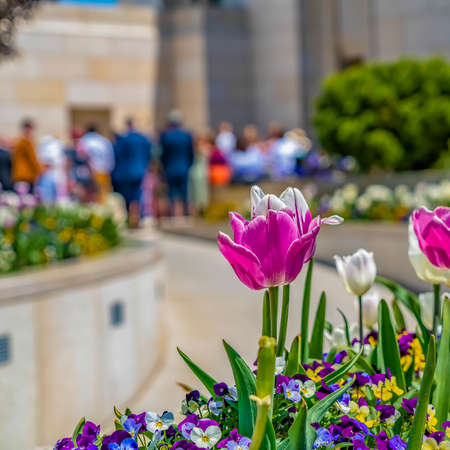 Frame Square Purple and white tulips outside a building with people gathered at the entranceの写真素材