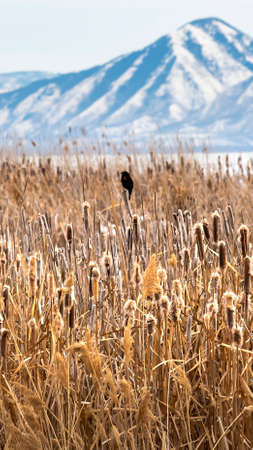 Panorama frame Close up of tall brown grasses on a field with view of lake in the distanceの写真素材