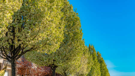 Panorama frame Row of white flowering trees in front of houses with landscaped yardsの写真素材