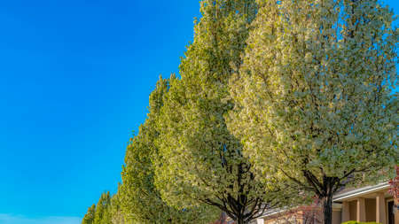 Panorama frame White flowering trees and houses along a road under blue sky on a sunny dayの写真素材