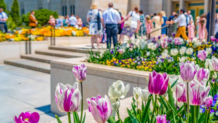 Panorama frame Radiant flowers blooming in the garden outside a building on a sunny day