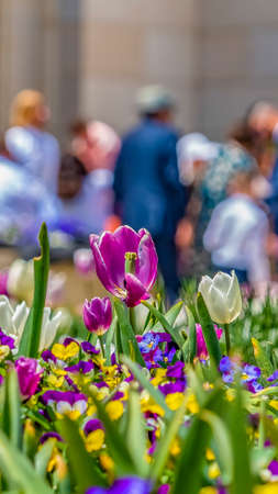 Panorama Close up of vibrant colorful flowers at a garden on a bright sunny dayの写真素材