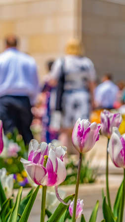 Panorama frame Tulips with purple and white petals blooming beautifully on a sunny dayの写真素材