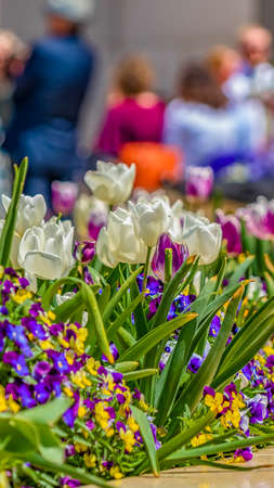 Panorama frame Radiant flowers with purple white yellow and violet petals viewed on a sunny dayの写真素材