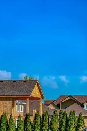 Row of lush conical shaped trees against houses and vast blue sky on a sunny dayの写真素材